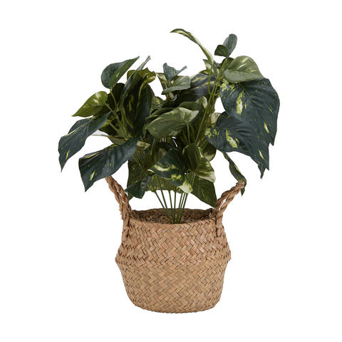 Plant In Basket Kmart - festive plant roblox