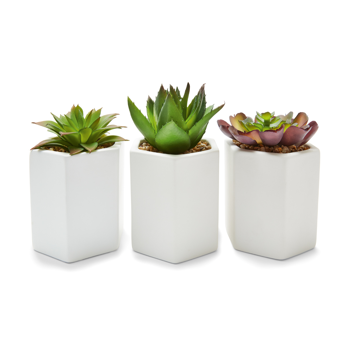 3 Hex Succulents | Kmart